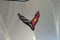 2023 Chevrolet Corvette Stingray Stingray Convertible 3LT