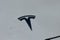 2023 Tesla Model 3 RWD