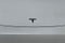 2023 Tesla Model Y Long Range AWD