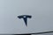2023 Tesla Model Y Performance AWD